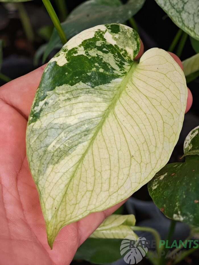 モンステラ・デリシオーサ 'ミント トリカラー' Monstera deliciosa 'Mint Tricolor'