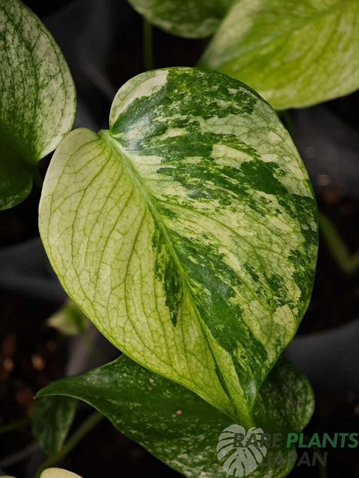 モンステラ・デリシオーサ 'ミント トリカラー' Monstera deliciosa 'Mint Tricolor'