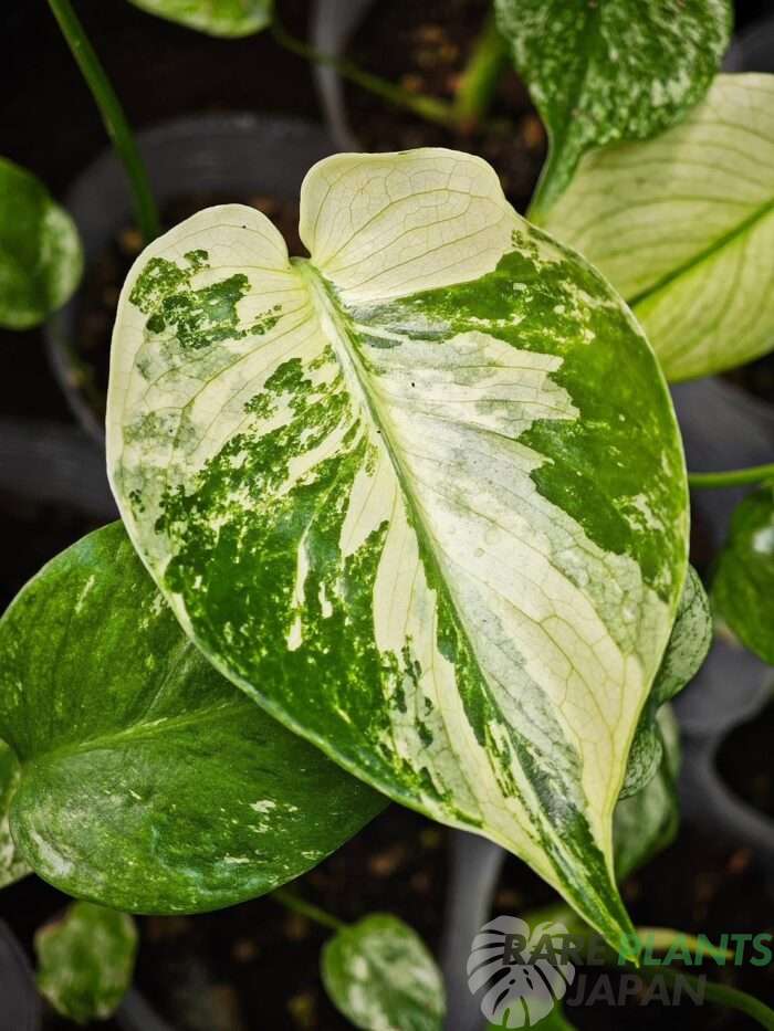 モンステラ・デリシオーサ 'ミント トリカラー' Monstera deliciosa 'Mint Tricolor'