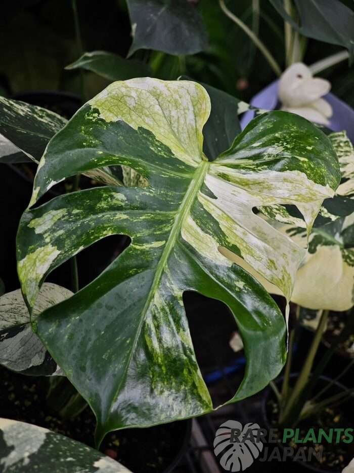 モンステラ・デリシオーサ 'ミント トリカラー' Monstera deliciosa 'Mint Tricolor'