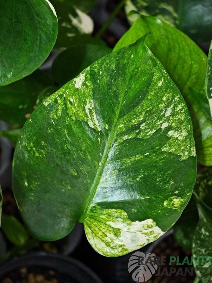 モンステラ・デリシオーサ 'ミント トリカラー' Monstera deliciosa 'Mint Tricolor'