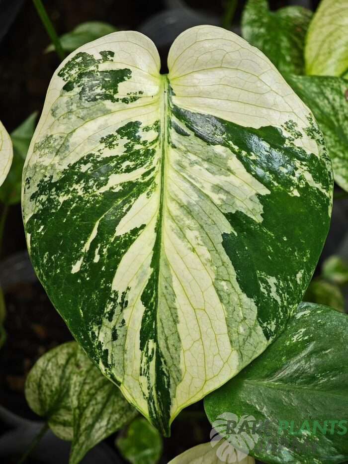 モンステラ・デリシオーサ 'ミント トリカラー' Monstera deliciosa 'Mint Tricolor'