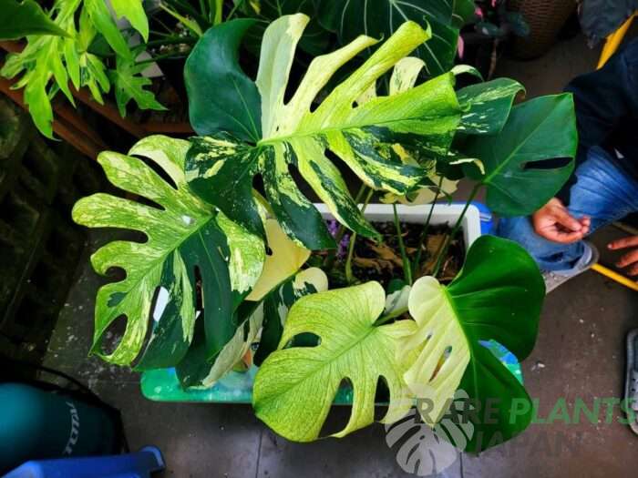 モンステラ・デリシオーサ 'ミント トリカラー' Monstera deliciosa 'Mint Tricolor'