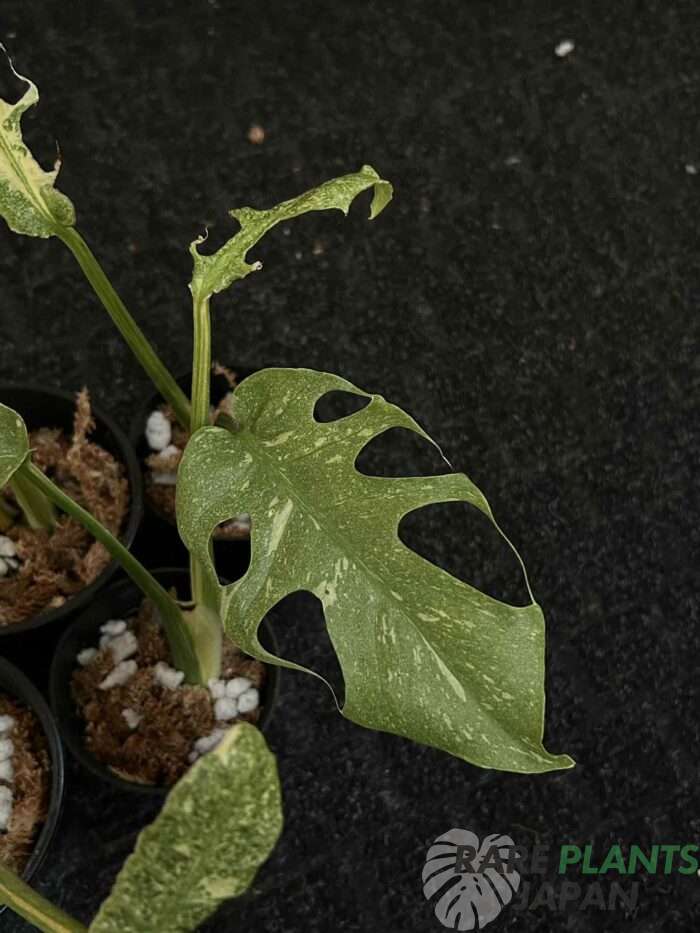 モンステラ・デリシオーサ 'スターライト' Monstera deliciosa 'Starlight'