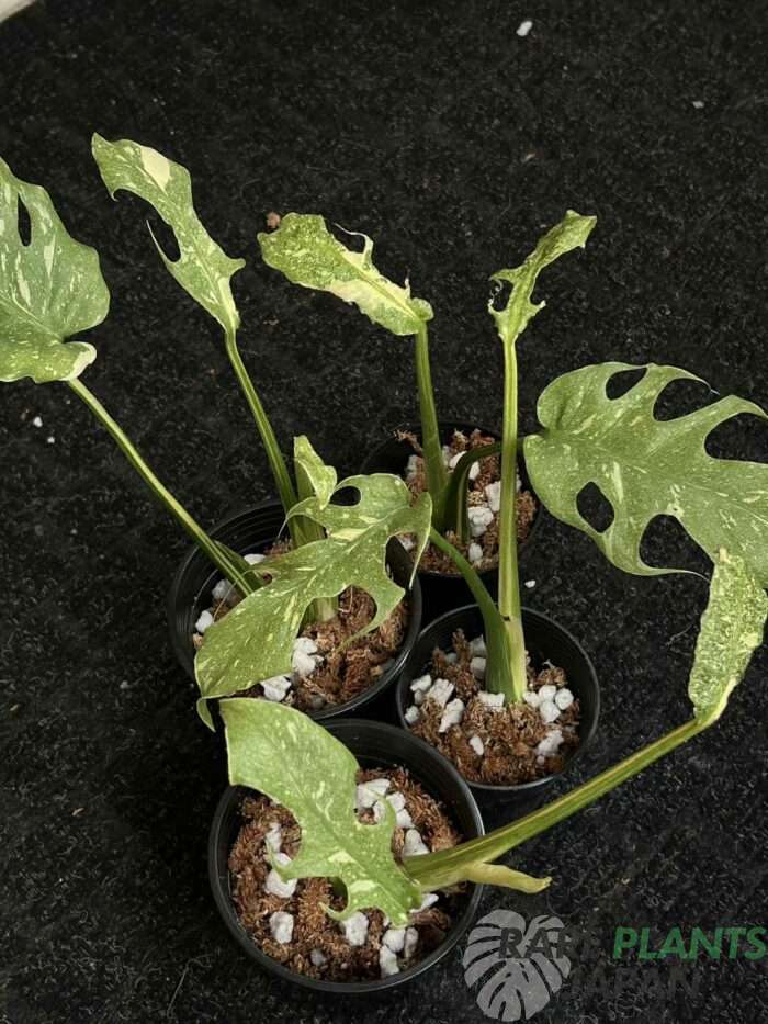 モンステラ・デリシオーサ 'スターライト' Monstera deliciosa 'Starlight'