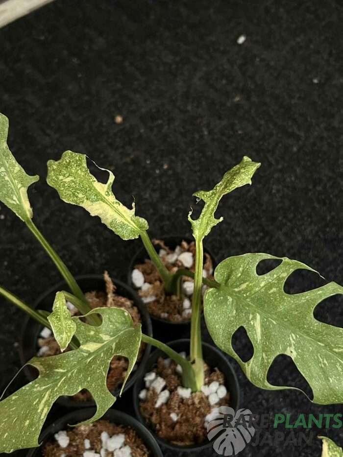 モンステラ・デリシオーサ 'スターライト' Monstera deliciosa 'Starlight'