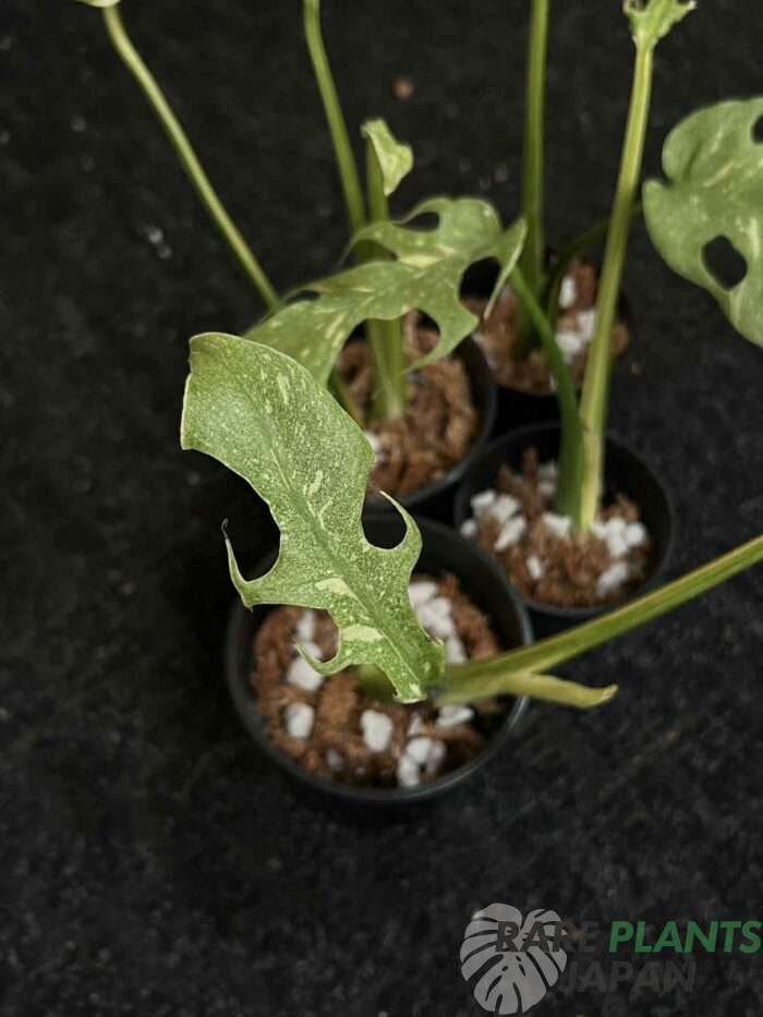モンステラ・デリシオーサ 'スターライト' Monstera deliciosa 'Starlight'