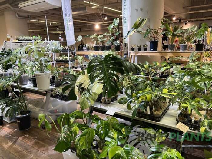 RARE PLANTS JAPAN、「秋のオーキッド＆ボタニカルフェア2025 in 神戸(オキボタ)」11月8日・9日開催への出店を無事終了いたしました