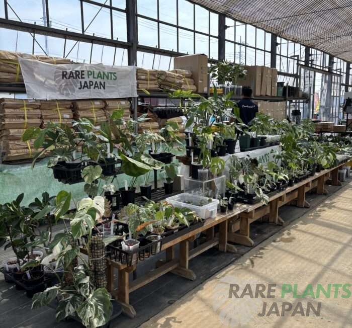 PLANTS JAMBOREE(プランツジャンボリー)