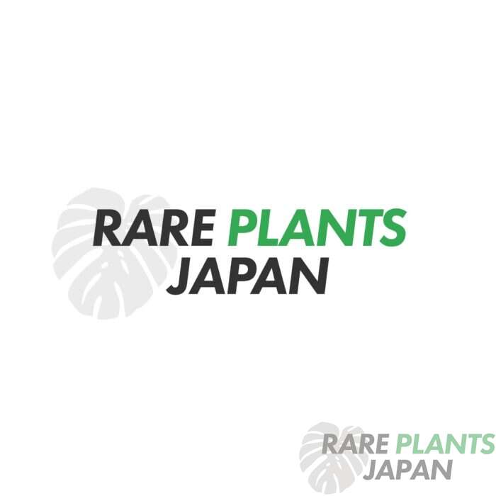 【イベント出店】「オキボタ MAX 2026 in サンシャインシティ」にRARE PLANTS JAPANが出店します！（1235Garden / Contrail 合同ブース）