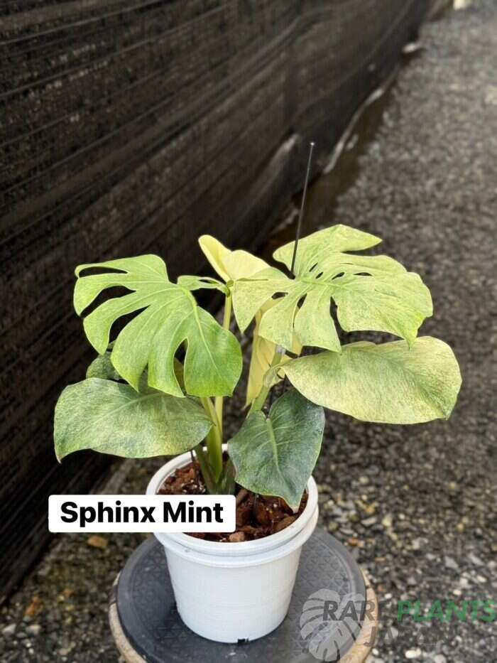 スフィンクスミント（Sphinx Mint）