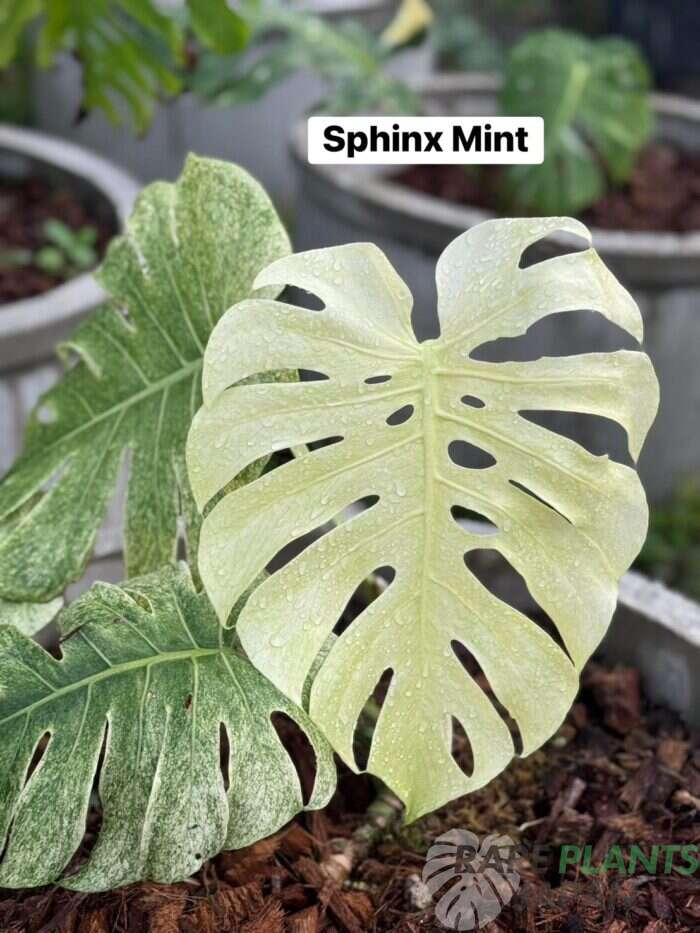 スフィンクスミント（Sphinx Mint）