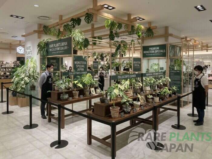 阪急うめだ本店8階 GREEN AGE × RARE PLANTS JAPAN「RARE PLANTS COLLECTION」を開催！都市と希少植物が交差する特別プロデュースの7日間